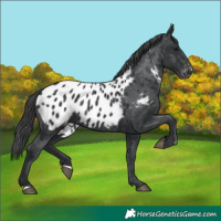 Horse Color:Black Appaloosa