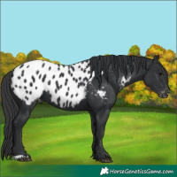 Horse Color:Black Appaloosa