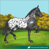 Horse Color:Black Appaloosa 