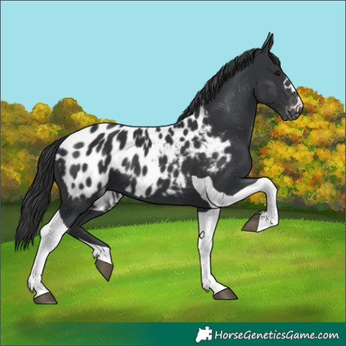 Horse Color:Black Tobiano Blanket