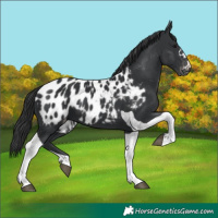Horse Color:Black Tobiano Appaloosa 
