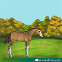 Horse Color:Buckskin Splash 