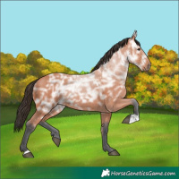 Horse Color:Bay Ice 