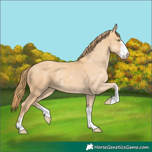 Horse Color:Gold Champagne 