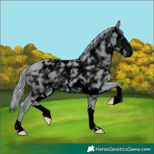 Horse Color:ERROR: UNKNOWN ANOMALY
