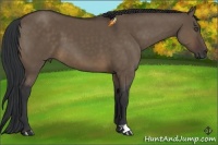 Horse Color:Brown Dun 