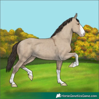 Horse Color:Classic Champagne Dun 