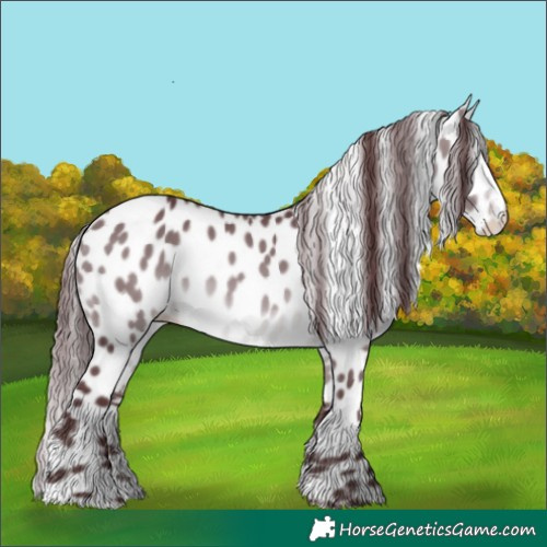 Horse Color:Chocolate Brown Chinchilla Appaloosa 
