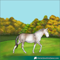 Horse Color:Gray Liver Red Dun Sabino 