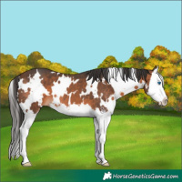 Horse Color:White Spotted Brown Splash