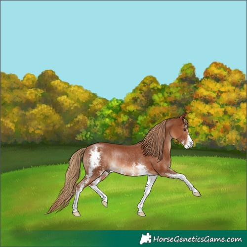 Horse Color:Chestnut Sabino Rabicano 