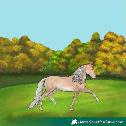 Horse Color:Silver Amber Champagne 