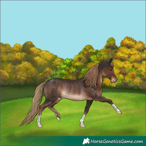 Horse Color:Liver Chestnut Rabicano 