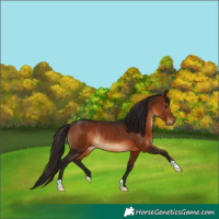 Horse Color:Gray Bay Rabicano 