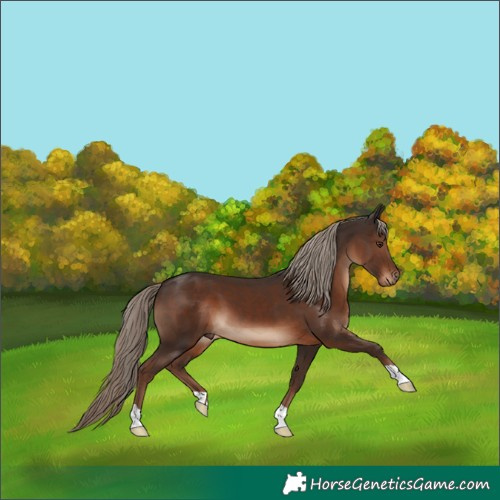 Horse Color:Liver Chestnut 