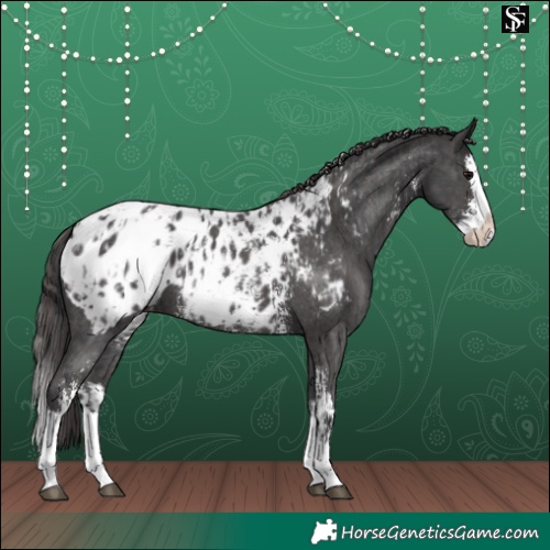 Horse Color:Black Sabino Splash Appaloosa  and Smoky Black Sabino Splash Appaloosa 