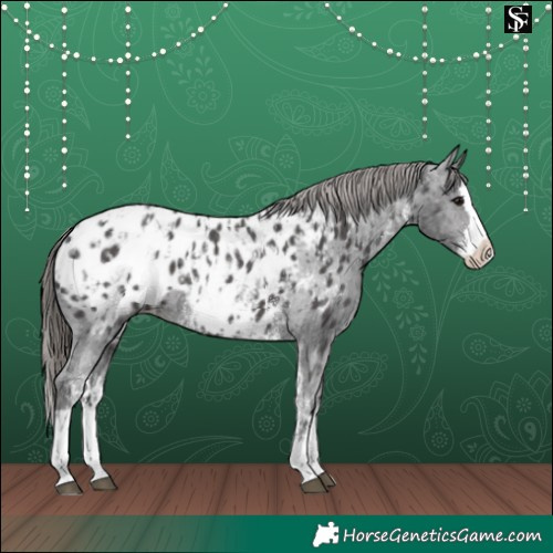 Horse Color:Black Sabino Splash Near Leopard  and Smoky Black Sabino Splash Near Leopard 