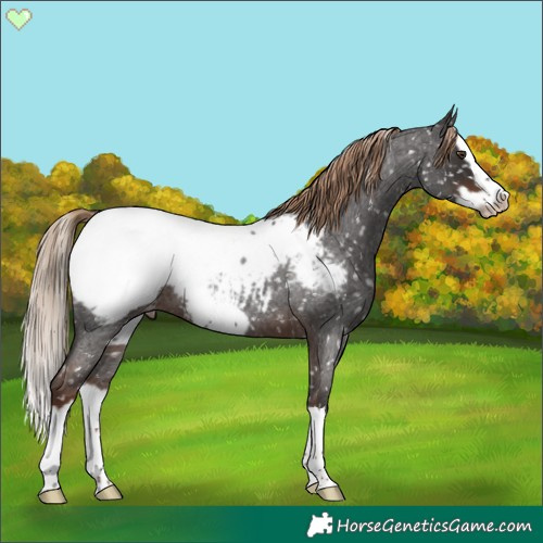 Horse Color:Liver Red Roan Splash Frame Appaloosa 