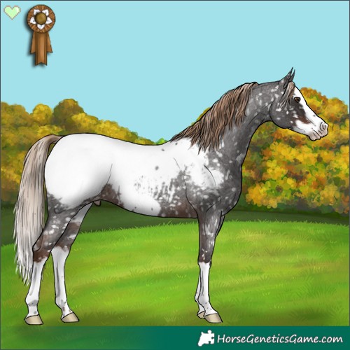 Horse Color:Liver Red Roan Splash Frame Appaloosa 