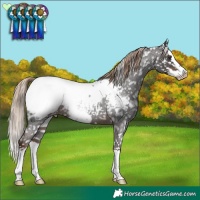 Horse Color:Liver Red Roan Splash Frame Appaloosa 