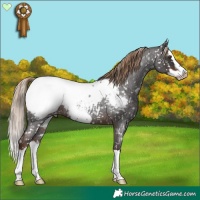 Horse Color:Liver Red Roan Splash Frame Appaloosa 