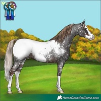 Horse Color:Liver Red Roan Splash Frame Appaloosa 
