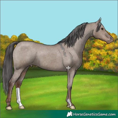 Horse Color:Liver Red Dun Varnish 
