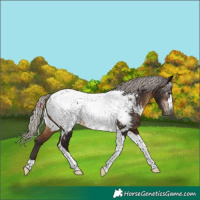 Horse Color:Gray Silver Bay Tobiano Appaloosa