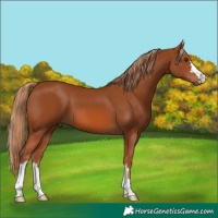 Horse Color:Chestnut 