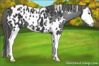 Horse Color:White Spotted Black Splash Near Leopard