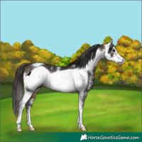 Horse Color:Buckskin Sabino Frame Rabicano 
