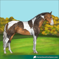 Horse Color:Silver Buckskin Sabino Tobiano