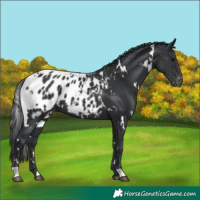Horse Color:White Spotted Black Appaloosa 