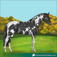 Horse Color:White Spotted Black Tobiano Varnish 