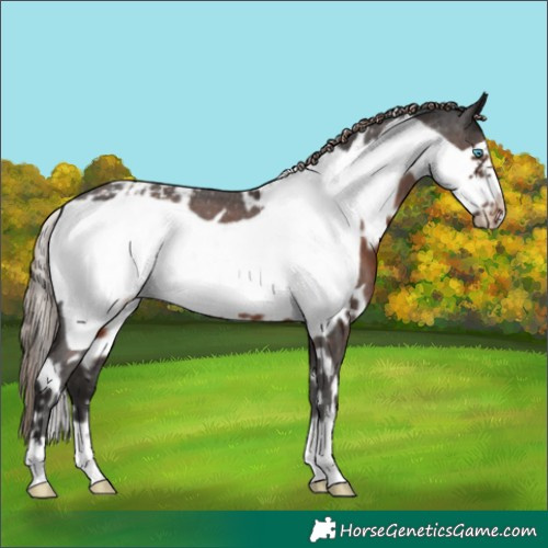 Horse Color:White Spotted Liver Chestnut Frame Appaloosa