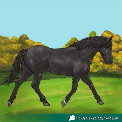 Horse Color:Smoky Black  and Smoky Black 