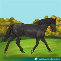 Horse Color:Smoky Black and Smoky Black