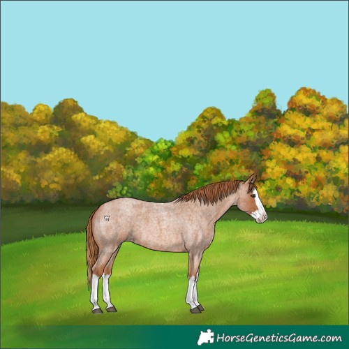 Horse Color:Red Roan Splash