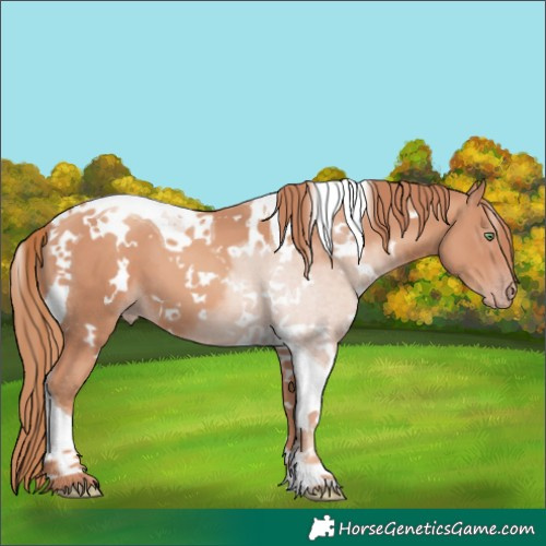 Horse Color:White Spotted Gold Champagne Tobiano 