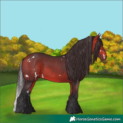 Horse Color:White Spotted Bay 