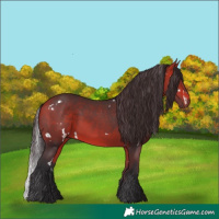 Horse Color:White Spotted Bay 