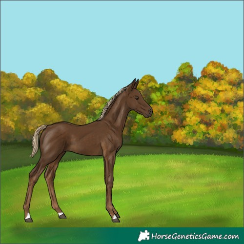 Horse Color:Chocolate Palomino 