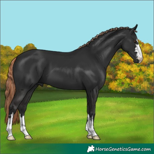Horse Color:Liver Chestnut 