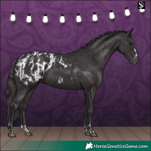Horse Color:Smoky Black  and Smoky Black Appaloosa 