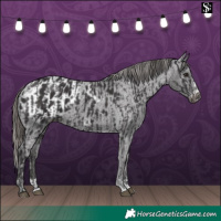 Horse Color:Smoky Black  and Smoky Black Blanket 