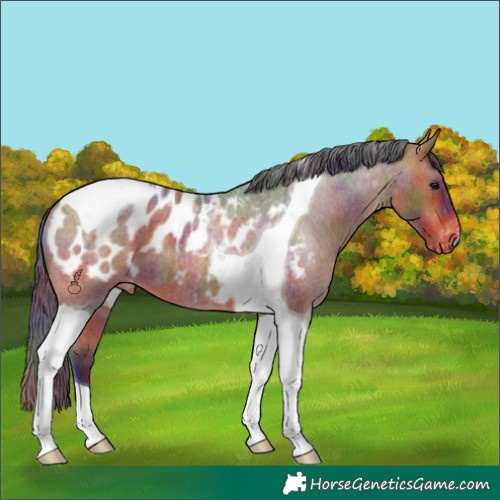 Horse Color:Nacre Brown Roan Tobiano Appaloosa 