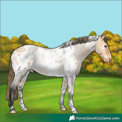 Horse Color:White Spotted Buckskin Roan Appaloosa