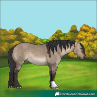 Horse Color:Brown Dun