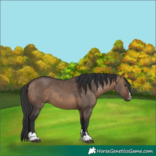 Horse Color:Brown Dun 