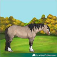 Horse Color:Brown Dun 